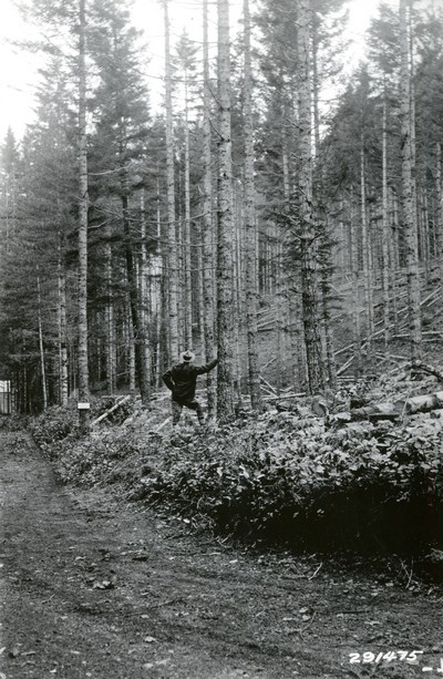 Western Montana Forest