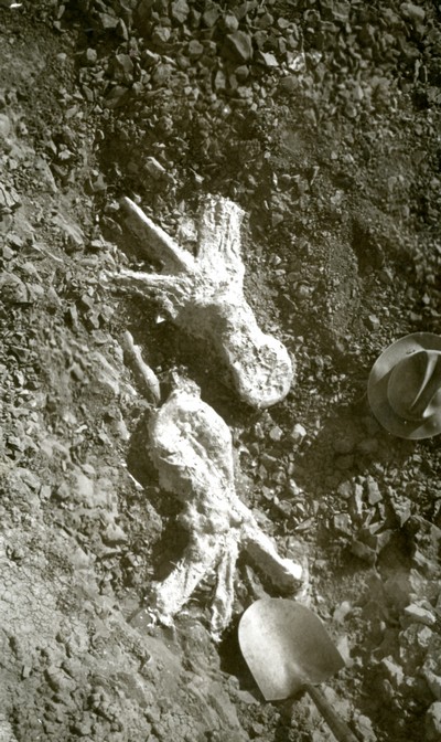 Vertebrae of a Mammoth Dinosaur