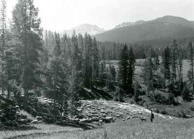 Sheep Grazing in Gallatin National Forest