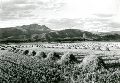 Wheat field, Gallatin Valley