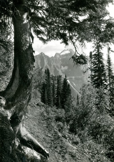 On the Swiftcurrent Trail