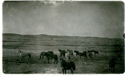 Horse Herd
