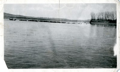 Swimming Horses