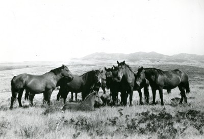 Horses on Range