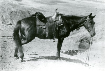 Horse with Saddle