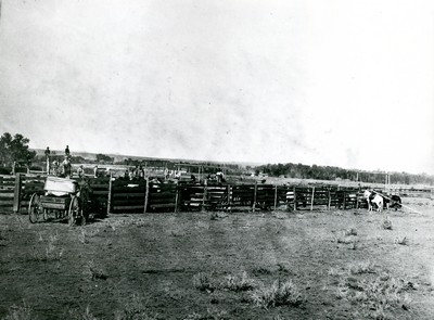Corrals for Export Horses