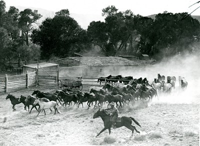 Horse Roundup
