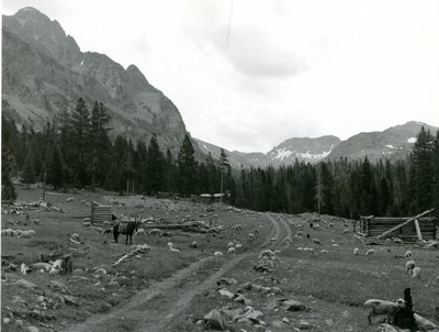 Sheep Grazing in a Ghost Town