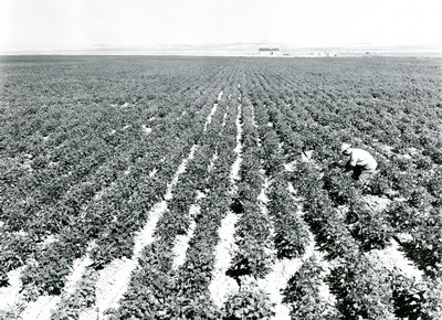 Irrigation Farming in Montana