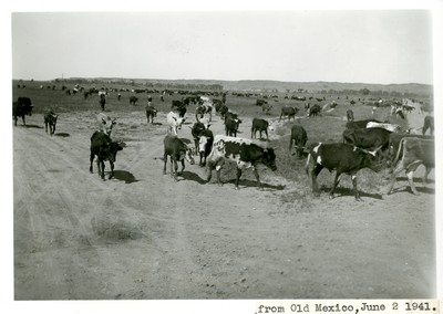 Cattle from Old Mexico near Miles City, MT
