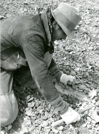 Thinning Sugar Beets, Treasure County, MT