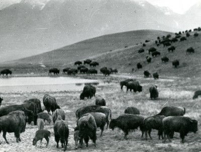 Buffalo, National Bison Range, MT