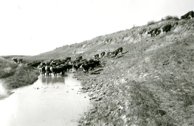 At the Water Hole, Armington