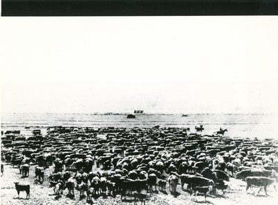 Hereford Herd on the C-D Ranch, Big Hole Basin, Montana