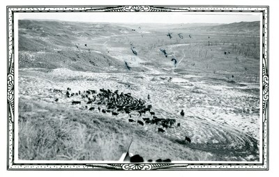 Hobble Diamond Cattle Leaving the Missouri River Breaks, 1929