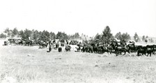 Horse Roundup Scene on Hobble Diamond Town Ranch South of Malta on the Missouri River, MT