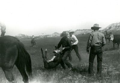 Rassling a Calf, Quarter Circle U Ranch, Big Horn Co. , MT , June 1939