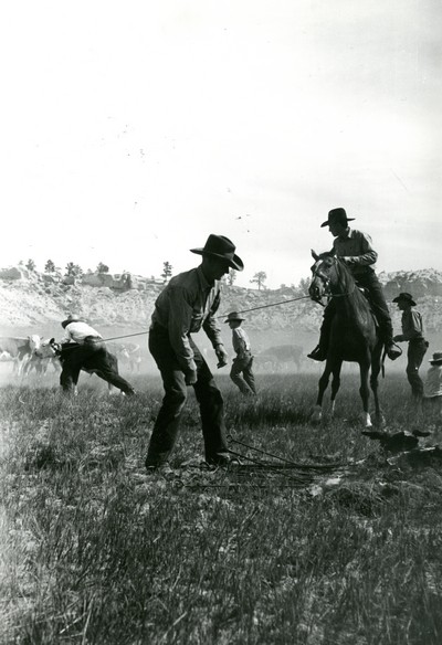 Rassling a Calf, Quarter Circle U Ranch Roundup, Big Horn Co. , MT