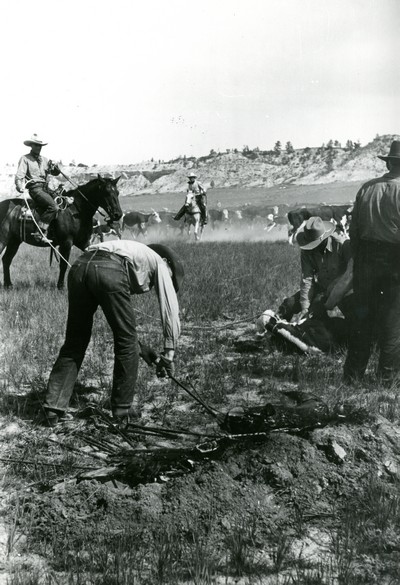Branding , Quarter Circle U Ranch Roundup in Montana