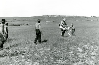 Rassling a Calf, Quarter Circle U Ranch Roundup, Big Horn Co. , MT