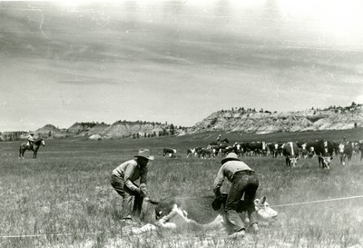 Rassling a Calf, Quarter Circle U Ranch, Big Horn Co. , MT