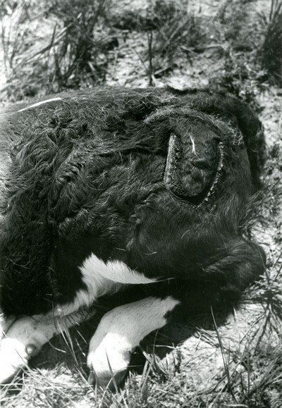 Fresh Brand on Calf, Quarter Circle U Ranch Roundup, MT