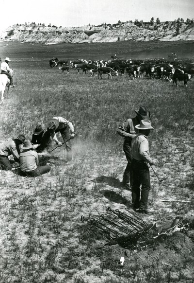 Branding , Quarter Circle U Ranch Roundup in Montana