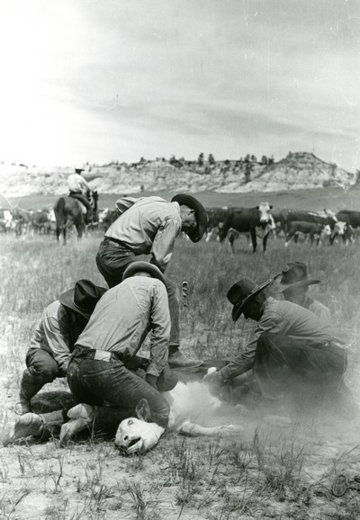 Branding , Quarter Circle U Ranch Roundup in Montana