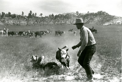 Workers for Quarter Circle U Ranch Rassling a Calf - June 1939