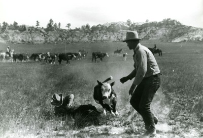 Rassling a Calf, Quarter Circle U Ranch Roundup, Big Horn Co. , MT