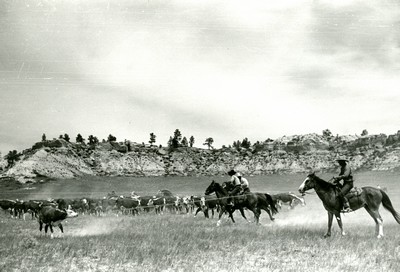 Roping a Calf, Quarter Circle U Ranch, Montana