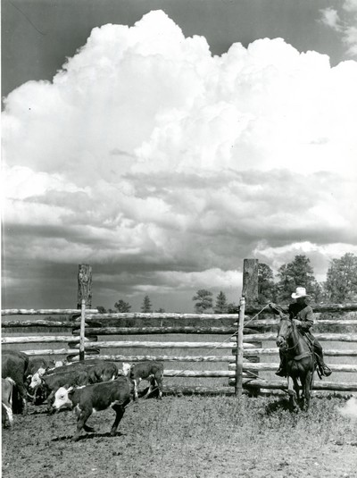 Roping a Calf, Quarter Circle U Ranch, Montana