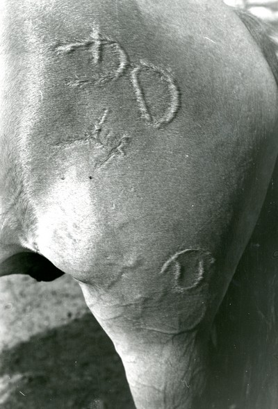 Brands on Horse, Quarter Circle U Ranch, Big Horn County, MT