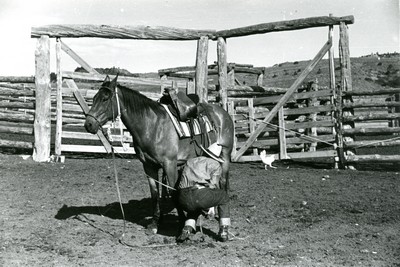 Saddling a Horse, Quarter Circle Ranch, Big Horn County, MT