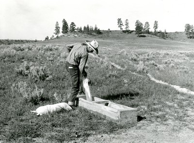Filling Salt Box, Quarter Circle U Ranch, Big Horn County, MT