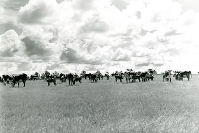 Cows and Calves, Custer National Forest, Montana