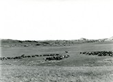 Quarter Circle U Roundup, Big Horn County, MT - Heard in a line