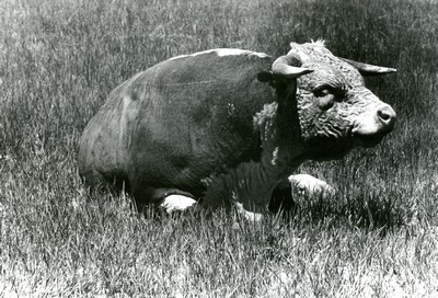 Hereford Bull, Quarter Circle Roundup, Montana