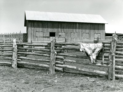 Hide on the Fence, Quarter Circle U Ranch, Montana