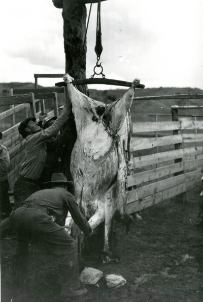 Butchering a Cow, Quarter Circle U Ranch, Montana