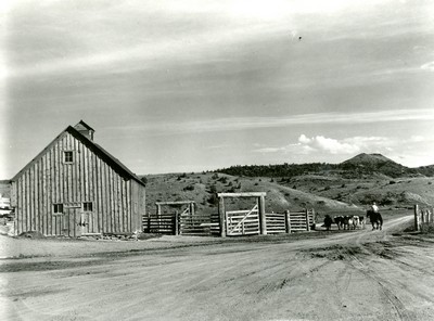 Bringing in Dairy Cows for Milking, Quarter Circle U Ranch, Montana