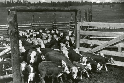 Cows and Calves Leaving the Corral, Three circle Roundup, Custer National Forest, MT