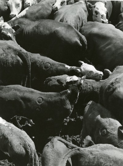 Freshly Branded Calves, Three Circle Roundup, Custer National Forest, MT