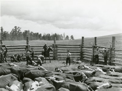 Branding, Three Circle Roundup, Custer National Forest, MT