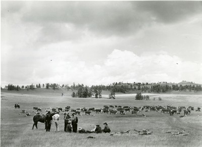 Roundup, Three Circle Ranch, Custer National Forest, MT