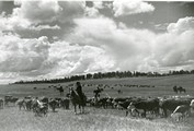 Three Circle Roundup, Custer National Forest, MT