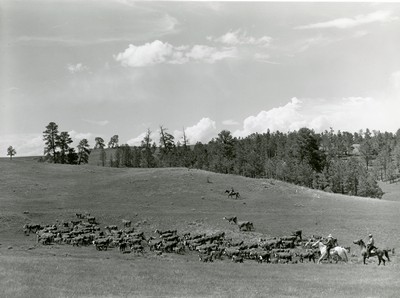 Three Circle Roundup, Custer National Forest, MT