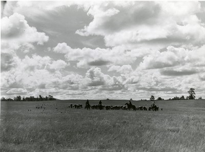 Driving Cattle, Three Circle Round-Up, Custer National Forest, Montana