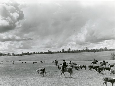 Cutting Out a Cow and Calf from the Rest of the Herd. Three Circle Ranch Roundup, Montana