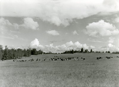 Driving Cattle, Three Circle Round-Up, Custer National Forest, Montana